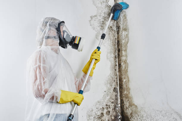 Best Professional Mold Removal  in Silver Bay, MN