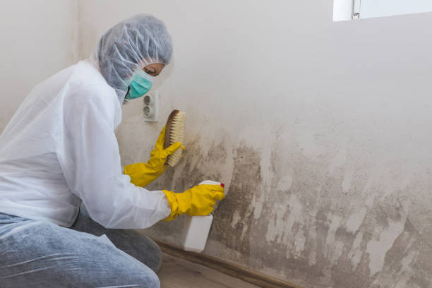 Best Crawl Space Mold Removal  in Silver Bay, MN