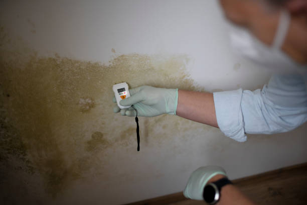 Best Residential Mold Removal  in Silver Bay, MN
