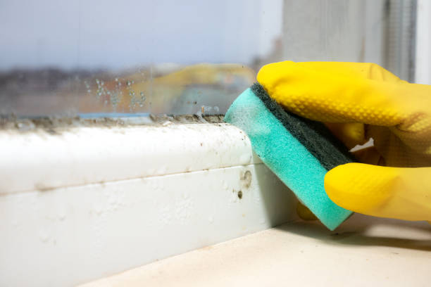 Best Mold Testing  in Silver Bay, MN