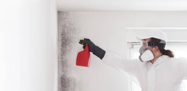 Mold Removal Process in Silver Bay, MN