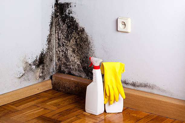 Best Mold Removal Company Near Me  in Silver Bay, MN