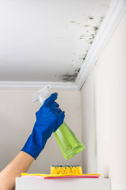 Best Toxic Mold Removal  in Silver Bay, MN