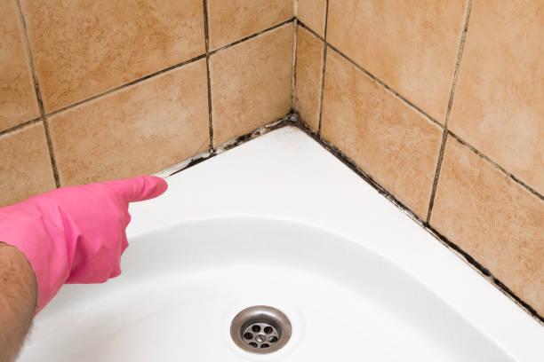 Best Fast Mold Removal  in Silver Bay, MN